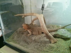 Canberra the Bearded Dragon